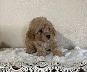 Poodle (Miniature) Puppy for sale in THORP, WI, USA