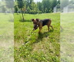 Small Photo #2 German Shepherd Dog-Unknown Mix Puppy For Sale in Minneapolis, MN, USA