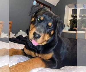 Rottweiler Puppy for Sale in HAZEL, Kentucky USA