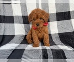 Small #8 Cavapoo (Miniature)