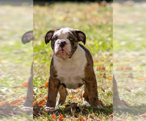 Medium Photo #22 Olde English Bulldogge Puppy For Sale in OVERLAND, KS, USA
