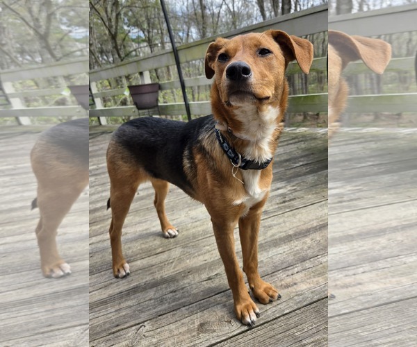 Medium Photo #2 Beagle-Unknown Mix Puppy For Sale in pomfret, CT, USA