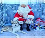 Small Photo #4 Siberian Husky Puppy For Sale in Long Beach, CA, USA
