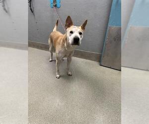 Boxer-Chinese Shar-Pei Mix Dogs for adoption in Las Vegas, NV, USA