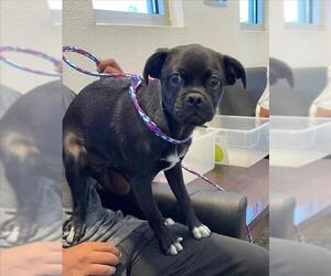 Chug Dogs for adoption in Tracy, CA, USA