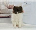 Small #2 Pomeranian