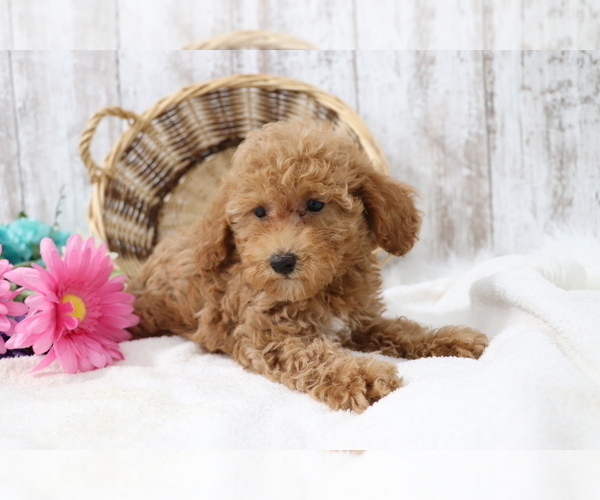 Medium Photo #2 Poodle (Miniature) Puppy For Sale in SHILOH, OH, USA