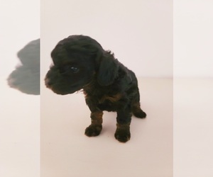 Poodle (Toy) Puppy for sale in SPRING, TX, USA