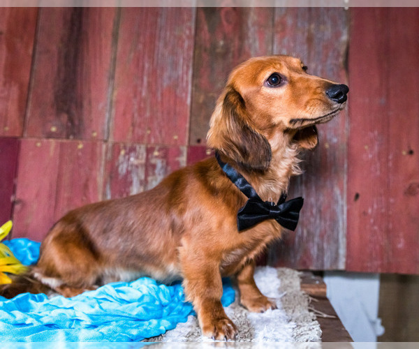Medium Photo #6 Dachshund Puppy For Sale in WAKARUSA, IN, USA