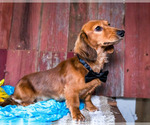 Small Photo #6 Dachshund Puppy For Sale in WAKARUSA, IN, USA