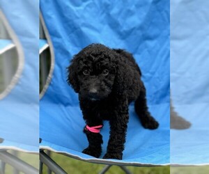 Goldendoodle (Miniature) Puppy for sale in MIDDLETOWN, OH, USA