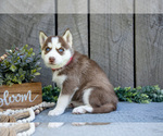Small Photo #12 Siberian Husky Puppy For Sale in SHREVE, OH, USA