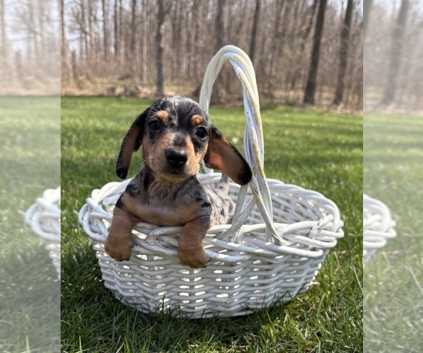 Medium Photo #3 Dachshund Puppy For Sale in MIDDLEBURY, IN, USA