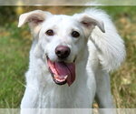 Small #1 Siberian Husky Mix