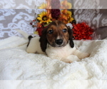 Small #4 Dachshund