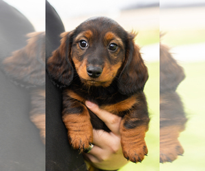 Dachshund Puppy for sale in WAKARUSA, IN, USA