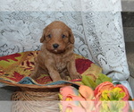 Small #3 Cavapoo-Poodle (Miniature) Mix