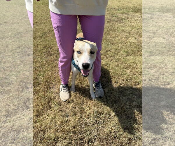 Medium Photo #5 Akita-Siberian Husky Mix Puppy For Sale in Corning, AR, USA