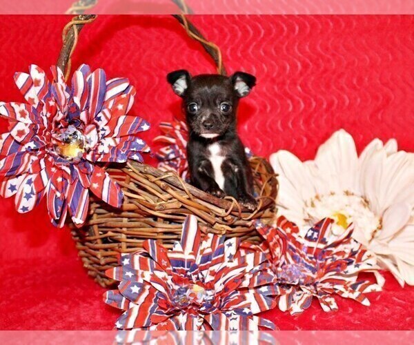 Medium Photo #91 Chihuahua Puppy For Sale in CHARLESTON, AR, USA