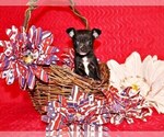 Small #3 Chihuahua
