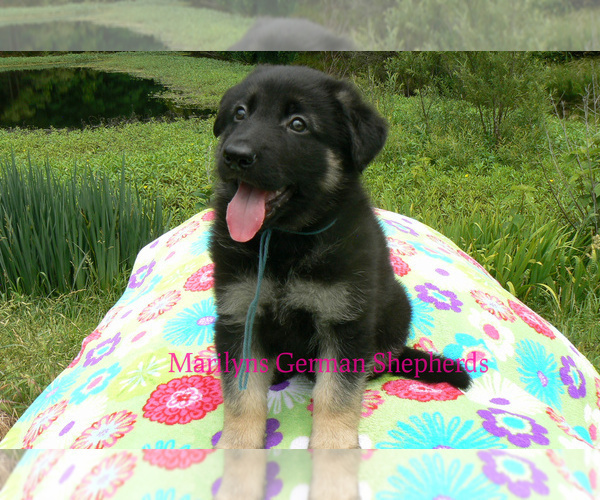 Medium Photo #3 German Shepherd Dog Puppy For Sale in PIEDMONT, MO, USA