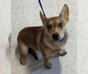 Chi-Corgi Dogs for adoption in Salt Lake City, UT, USA