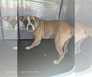 American Staffordshire Terrier-Unknown Mix Dogs for adoption in San Antonio, TX, USA