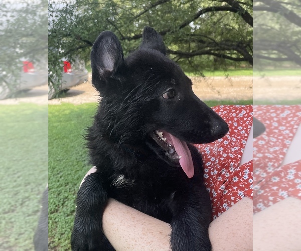 Medium Photo #2 German Shepherd Dog Puppy For Sale in WACO, TX, USA