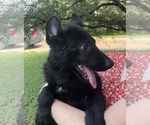 Small #1 German Shepherd Dog