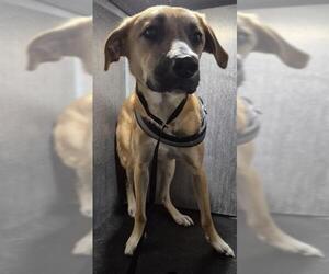 German Shepherd Dog-Unknown Mix Dogs for adoption in San Antonio, TX, USA