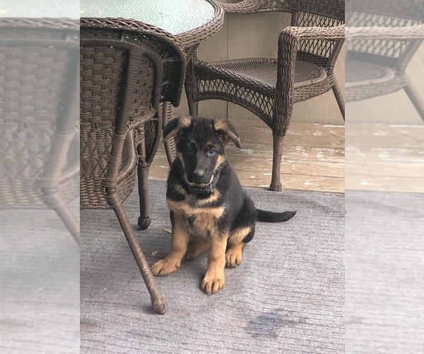 Medium Photo #3 German Shepherd Dog Puppy For Sale in DAMASCUS, OR, USA