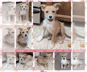 Mutt Dogs for adoption in Mesa, AZ, USA