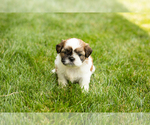 Small #3 Shih Tzu