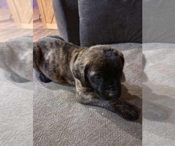 Medium Photo #4 Mastiff Puppy For Sale in WALNUT COVE, NC, USA