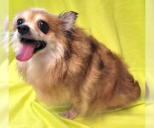Medium Photo #5 Pomeranian Puppy For Sale in Mount Airy, NC, USA
