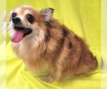 Small #4 Pomeranian