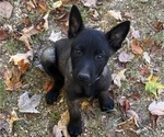 Puppy Lincoln Belgian Malinois