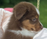 Small #7 Miniature American Shepherd