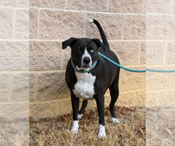 Medium Photo #3 Mutt Puppy For Sale in Glen Allen, VA, USA