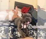 Small #14 French Bulldog