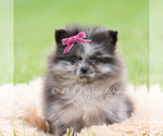 Small #1 Pomeranian