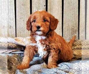 Goldendoodle-Poodle (Miniature) Mix Puppy for sale in WITHEE, WI, USA
