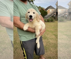 Golden Retriever Puppy for sale in BISHOP, GA, USA