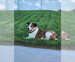Small #2 Boxer-Staffordshire Bull Terrier Mix