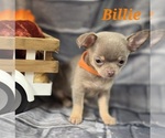 Small #4 Chihuahua
