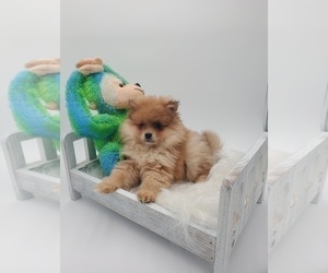 Pomeranian Puppy for sale in GOSHEN, IN, USA