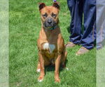 Small #3 Boxer-German Shepherd Dog Mix