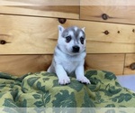 Small #7 Alaskan Klee Kai-Pomeranian Mix