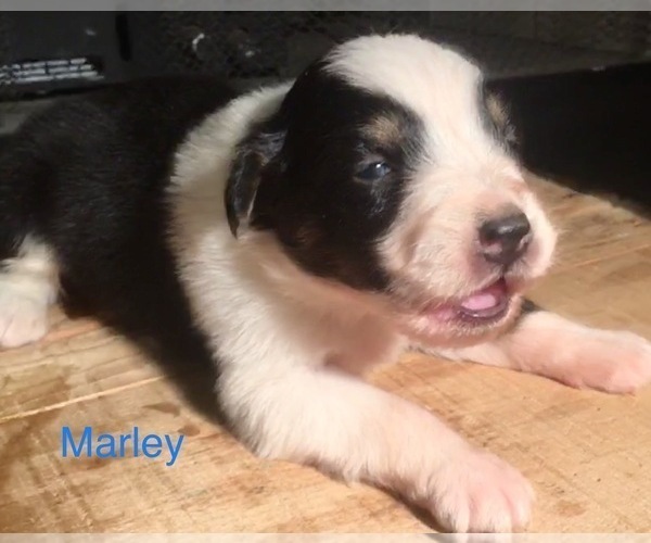 Medium Photo #5 Australian Shepherd Puppy For Sale in ARBA, IN, USA
