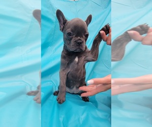 French Bulldog Puppy for sale in MIAMI BEACH, FL, USA